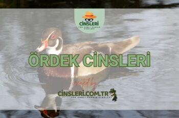 Ördek Cinsleri