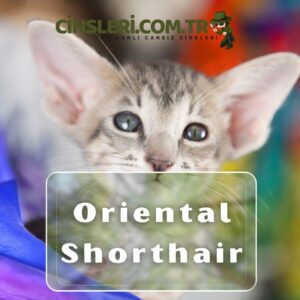 Oriental Shorthair