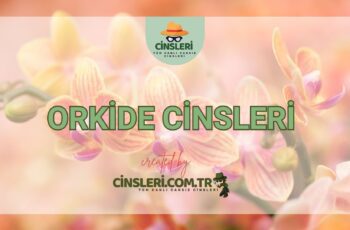 Orkide Cinsleri