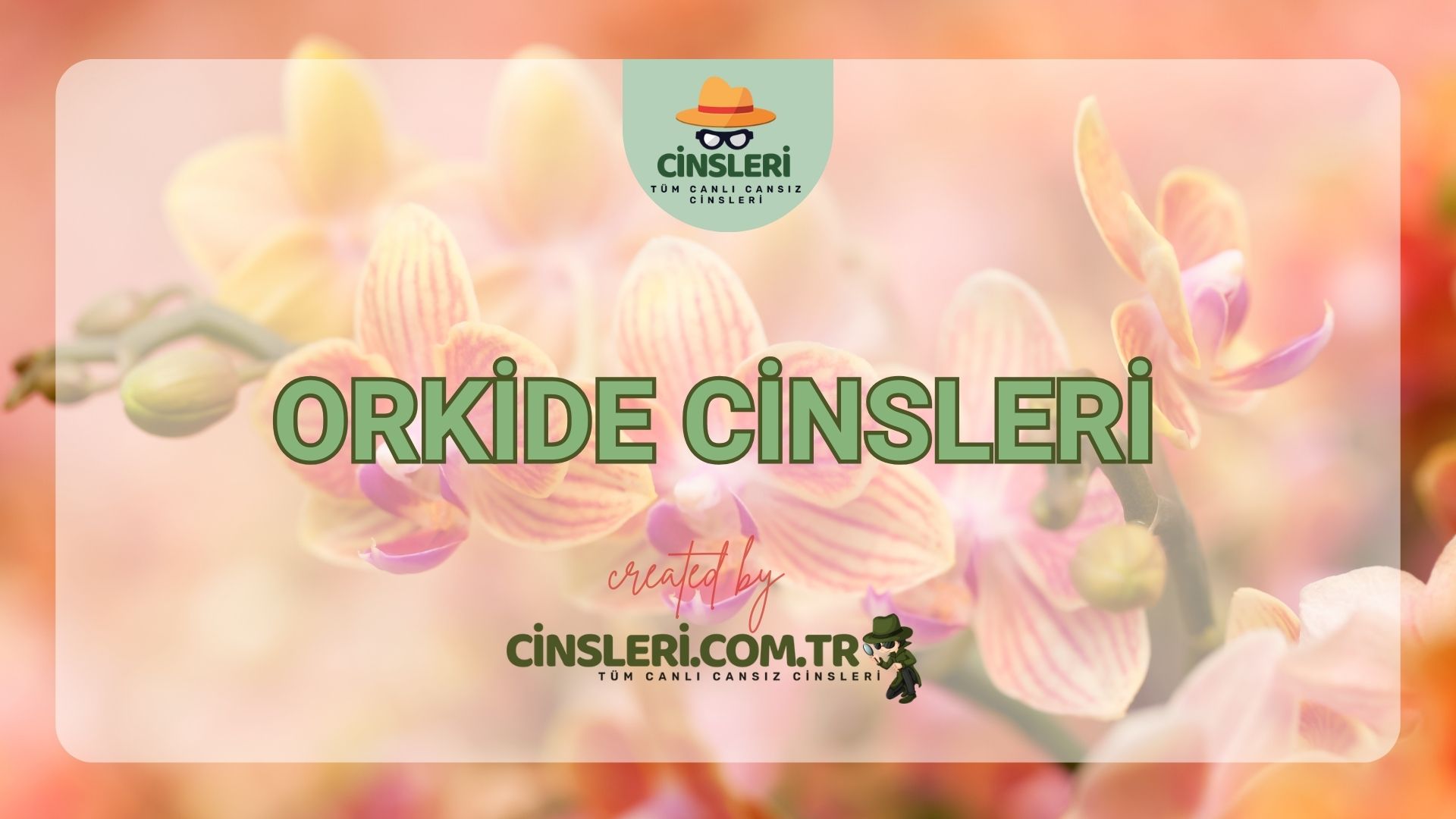 Orkide Cinsleri