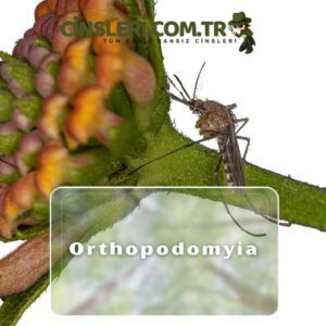 Orthopodomyia