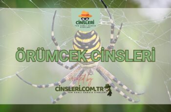 Örümcek Cinsleri