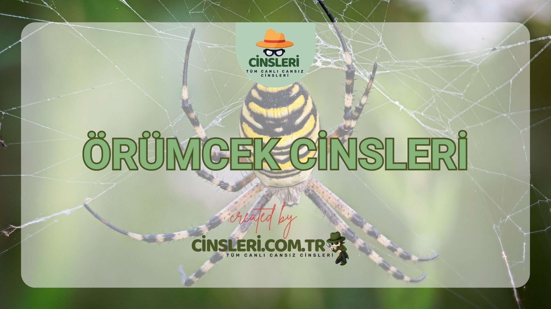 Örümcek Cinsleri