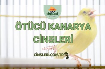 Ötücü Kanarya Cinsleri