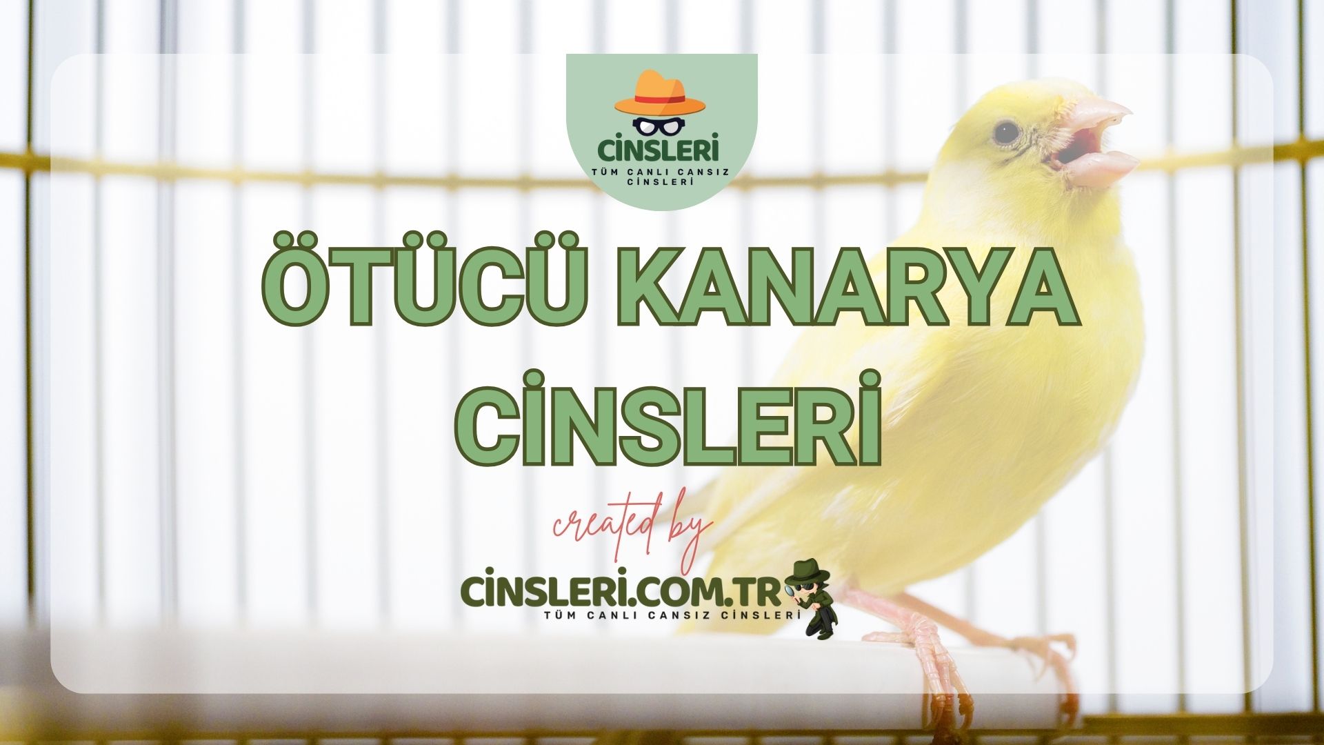 Ötücü Kanarya Cinsleri