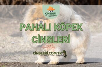 Pahalı Köpek Cinsleri