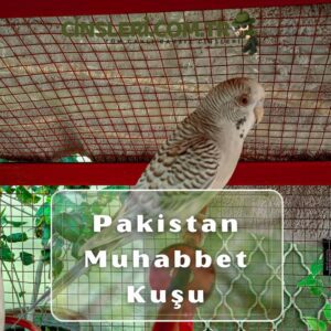 Pakistan Muhabbet Kuşu