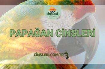 Papağan Cinsleri