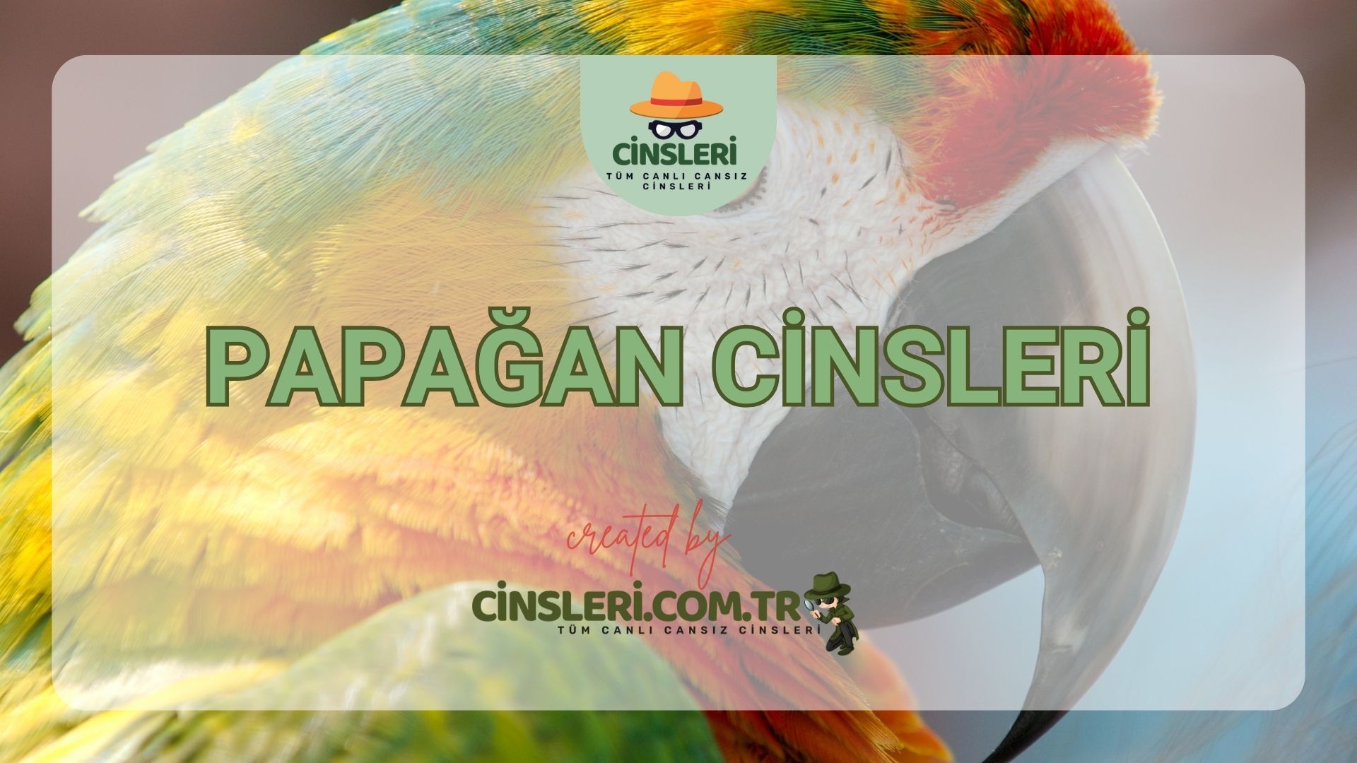 Papağan Cinsleri