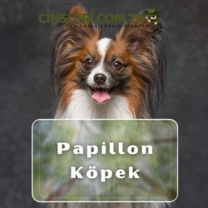 Papillon Köpek