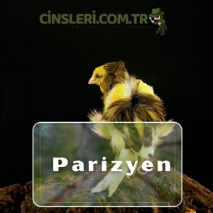 Parizyen