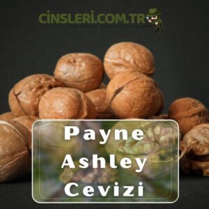 Payne/Ashley Cevizi