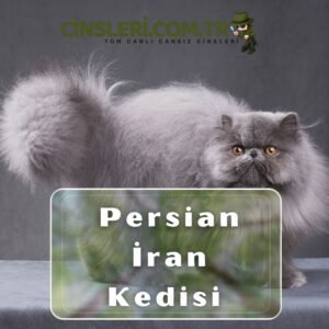 Persian İran Kedisi