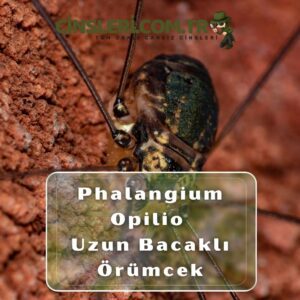 Phalangium Opilio / Uzun Bacaklı Örümcek