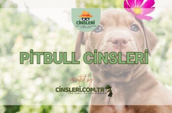 Pitbull Cinsleri