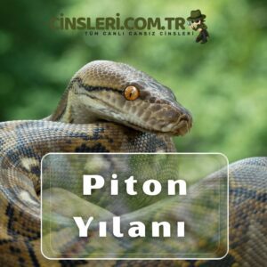 Piton Yılanı