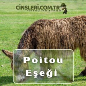 Poitou Eşeği