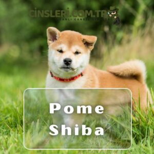 Pome Shiba
