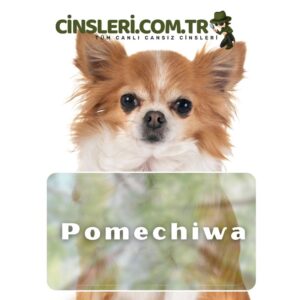 Pomechiwa