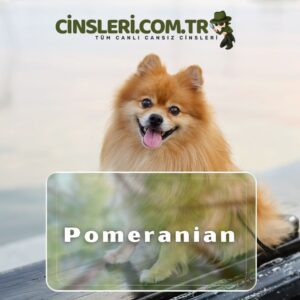 Pomeranian