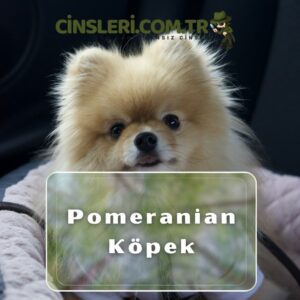 Pomeranian Köpek