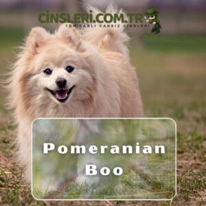 Pomeranian Boo