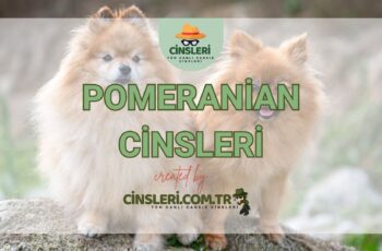 Pomeranian Cinsleri