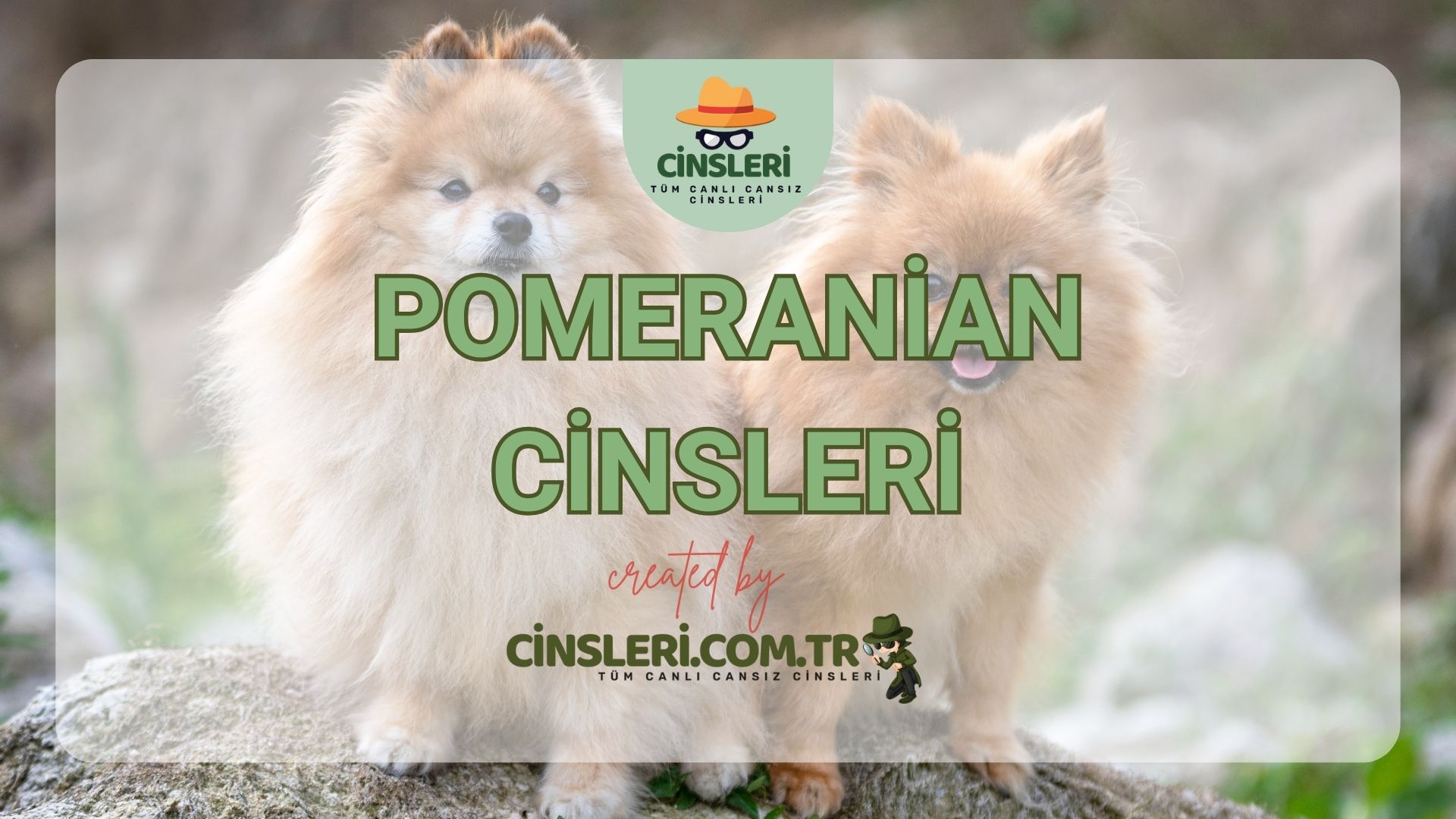 Pomeranian Cinsleri