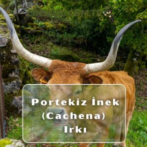 Portekiz İnek (Cachena) Irkı