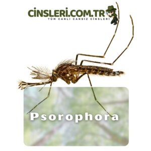 Psorophora