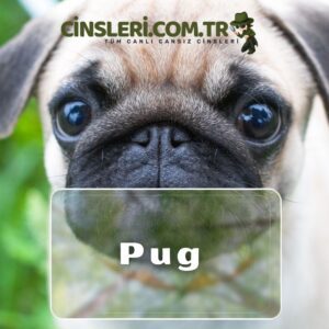 Pug