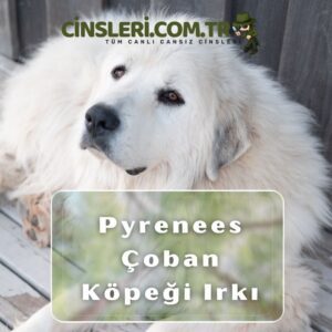 Pyrenees Çoban Köpeği Irkı