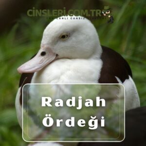 Radjah Ördeği