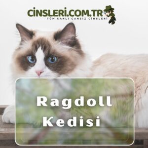 Ragdoll Kedisi