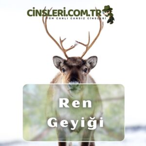 Ren Geyiği