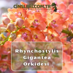 Rhynchostylis Gigantea Orkidesi