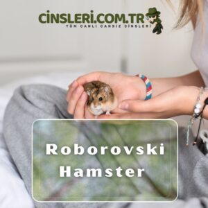 Roborovski Hamster