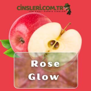 Rose Glow