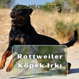 Rottweiler Köpek Irkı