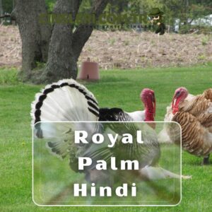 Royal Palm Hindi