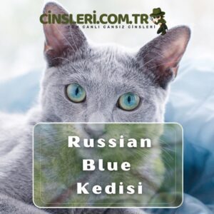 Russian Blue Kedisi