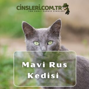 Russian Blue/ Mavi Rus Kedisi