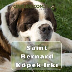 Saint Bernard Köpek Irkı