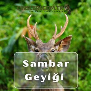 Sambar Geyiği