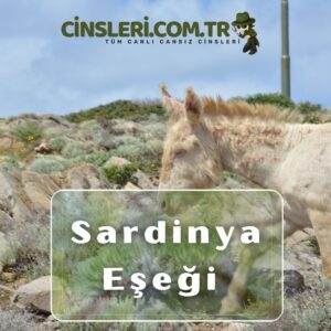 Sardinya Eşeği