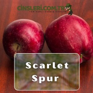 Scarlet Spur