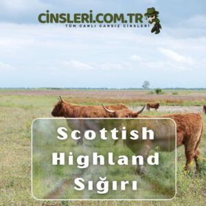 Scottish Highland Sığırı