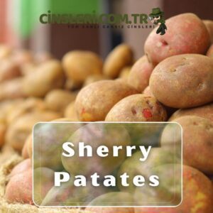 Sherry Patates