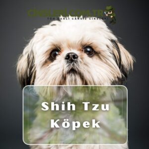 Shih Tzu Köpek