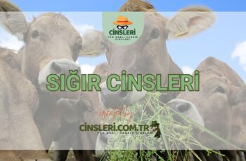 Sığır Cinsleri